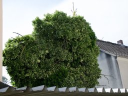 007_verschlungen von efeu_hp